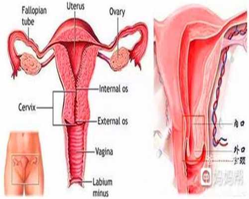 子宫内膜为何如此“疯狂”